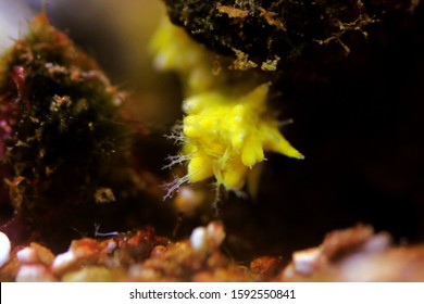 Yellow Small Sea Cucumber - Colochirus Robustus