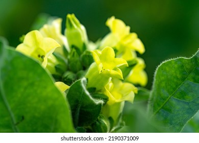 
Yellow Smoke Just Blooming In July In Northeast China