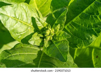 
Yellow Smoke Just Blooming In July In Northeast China