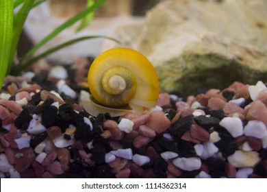 Yellow Snail Ampullariidae (Pomacea Bridgesii)