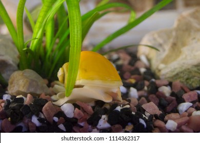 Yellow Snail Ampullariidae (Pomacea Bridgesii)