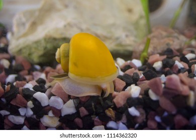 Yellow Snail Ampullariidae (Pomacea Bridgesii)