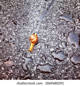 Yellow Snail Crawling Across Wet Tarmac