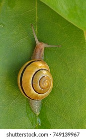 Yellow Snail On A Green  Leaf. Petite Snail Sitting On The  Leaf. Snail Slime. Snail Mucus Extract