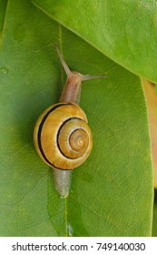 Yellow Snail On A Green  Leaf. Beautiful Petite Snail Sitting On The  Leaf. Snail Slime. Snail Mucus Extract