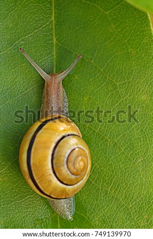 Similar – Foto Bild Gartenschnecke IX Blatt