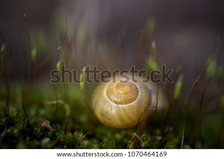 Similar – Foto Bild Muschelchen Strand klein