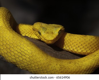 Yellow Snake (Bothriechis Schlegelii)