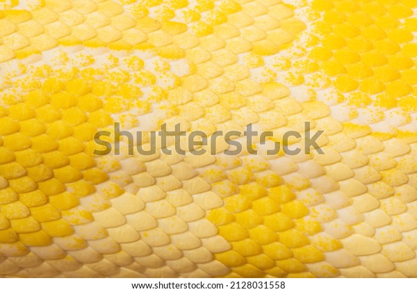 Yellow snake scale texture,Golden python scale\
texture,close up view of golden python (Python bivittatus) skin\
texture,Scales of a golden python ,Texture. The skin of a live\
yellow snake with white 