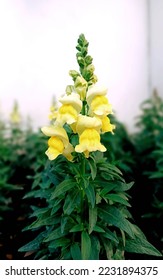 Yellow Snapdragon flower . .