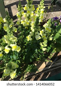 Yellow Snapdragon Flowers With Shadows And Lines And Isolated Pink Bloom Seed Heads