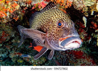 Yellow Snapper Lutjanidae With Cleaner Fish