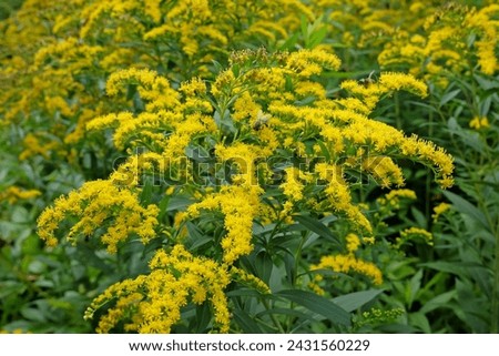 Yellow Solidago gigantea, also known as tall goldenrod and giant goldenrod, in flower. 