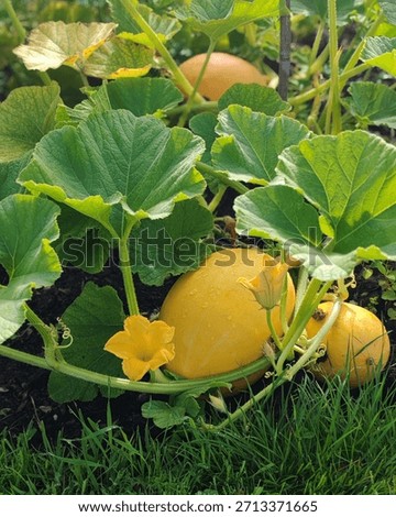 Yellow Spaghetti squash surrounded by leaves growing in an allotment garden