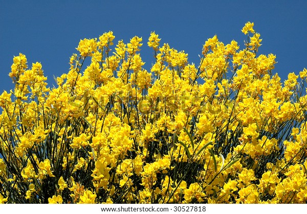 yellow spanish broom