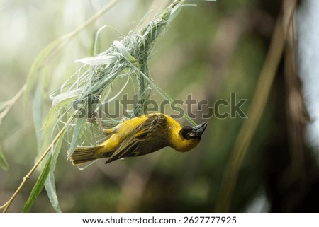 A yellow sparrow perches in a tree while carefully weaving twigs into its growing nest; sharp focus highlights the delicate details of the construction process against the softly blurred foliage