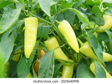 Yellow Spicy Pepper Growing On The Plant               