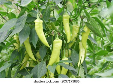 Yellow Spicy Pepper Growing On The Plant               