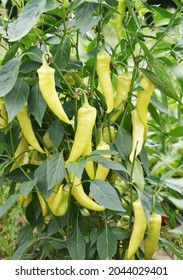 Yellow Spicy Pepper Growing On The Plant              