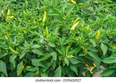 Yellow Spicy Pepper Growing On The Plant            