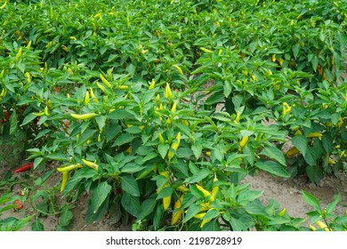 Yellow Spicy Pepper Growing On The Plant           