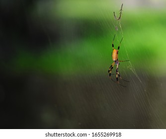 Garden Spiders Images Stock Photos Vectors Shutterstock