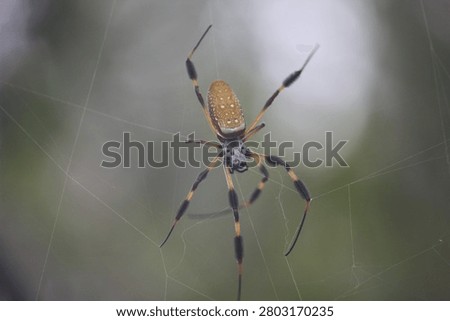 Yellow Spider on a Web 