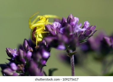 the yellow spider sits in a menacing pose on a violet flower. Macro