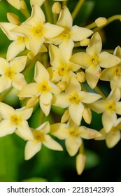 The Yellow Spike Flower On Light