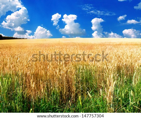 Similar – Image, Stock Photo cornfield Environment