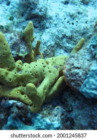 Yellow Sponge In Cozumel Reef