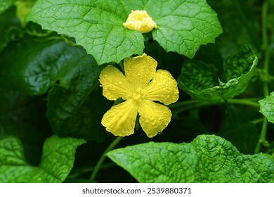 Yellow sponge gourd flower with raindrops during a rainy day in vegetables garden  - Powered by Shutterstock