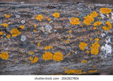 Yellow Spots On Aspen Bark