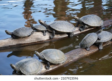 Yellow Spotted Amazon River Turtle, Here A Family Group Gathered On A Tree Trunk. Iranduba, Amazonas State, Brazil.                             