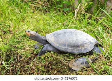 Yellow Spotted Amazon River Turtle In Iquitos, Peru