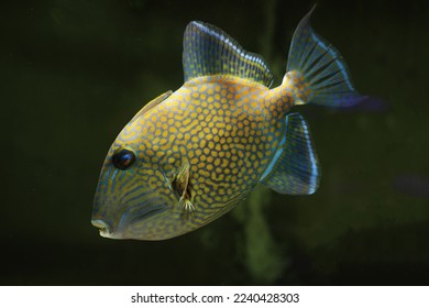 Yellow spotted or Blueline Triggerfish (Pseudobalistes fuscus) 