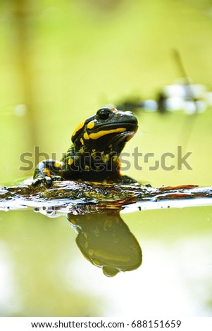 Image, Stock Photo hello Colour photo