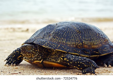 Yellow Spotted Turtle