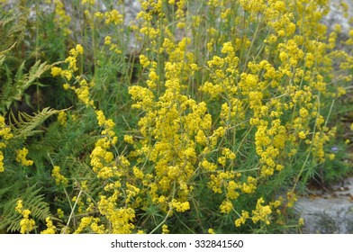 Yellow Spring Bedstraw (Galium Verum L) Aka Lady Bedstraw Flower