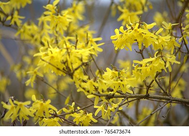 6,693 Flowering forsythia shrub Images, Stock Photos & Vectors ...