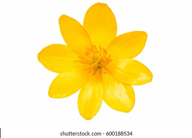Желтый весенний цветок изолирован на белом фоне