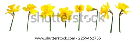 Yellow spring flowers daffodils isolated on white background. With clipping path. Flowers objects for design, advertising, postcards. Narcissus flowers