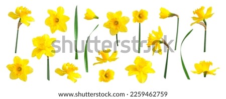 Yellow spring flowers daffodils isolated on white background. With clipping path. Flowers objects for design, advertising, postcards. Narcissus flowers