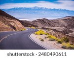 Yellow Spring flowers, winding road, and Amargosa Mountain Range in the background at Death Valley National Park.