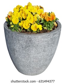 Yellow Spring Pansies Grow In Street Concrete Flower Pot. Sunny May Day Outdoor Image. Isolated On White