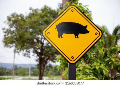 A Yellow Square Traffic Sign With A Pig Symbol. For Telling The Location Of The Pig Farm Within The Farm