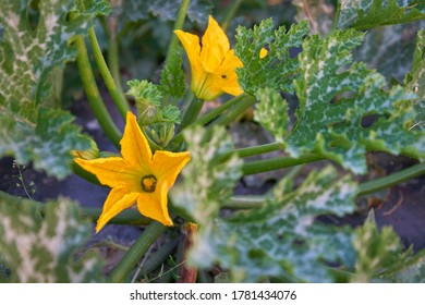 Yellow Squash Blossom. Flowering Yellow Squash Plants Growing On The Vine.

                               