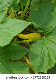 Yellow Squash On The Vine In A Garden.