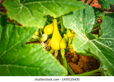 Yellow Squash On The Vine Ready To Pick.