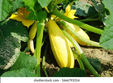 Yellow Squash And Plant In The Farm Field     